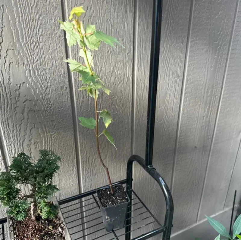 Red Maple Tree Live Plant – Acer Rubrum – 2.5 inch Pot, 6-12 inches Tall – Outdoor Shade Tree - Image 5