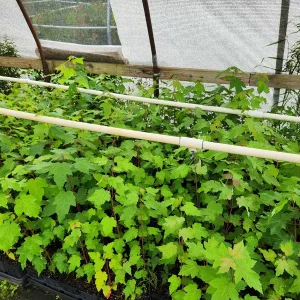 Red Maple Tree Live Plant – Acer Rubrum – 6-12" Tall in 4" Container – Outdoor Shade Tree - Image 2