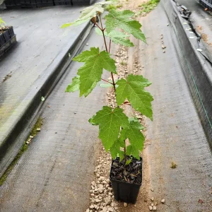 Red Maple Tree Live Plant – Acer Rubrum – 6-12