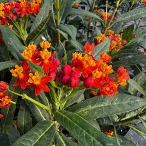 Red Milkweed Live Plants - Asclepias perennis - Set of 2 - 3-6