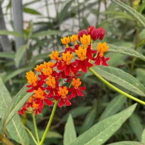 Red Milkweed Live Plants - Asclepias perennis - Set of 2 - 3-6" Tall - Outdoor Butterfly & Pollinator Plant - Image 1