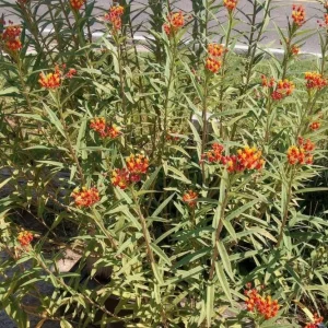 Red Milkweed Live Plants - Asclepias perennis - Set of 2 - 3-6