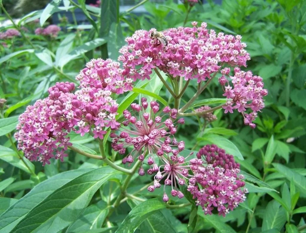Red Milkweed Live Starter Plants - Monarch Butterfly Attractor