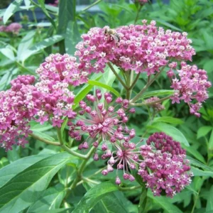 Red Milkweed Live Starter Plants - Set of 2, 4-8" Tall, Perennial, Attracts Monarch Butterflies - Image 2
