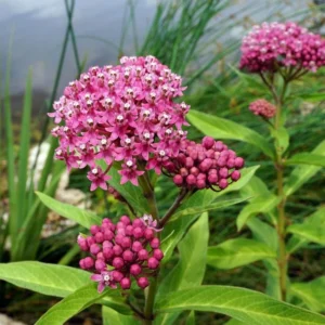 Red Milkweed Live Starter Plants - Set of 2, 4-8" Tall, Perennial, Attracts Monarch Butterflies - Image 3
