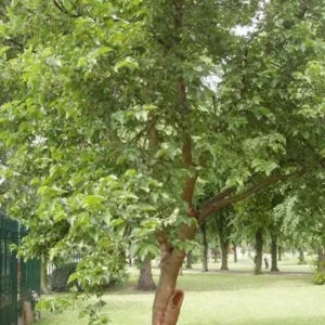 Red Mulberry Bare Root Seedlings - 5 Pack, 12-18" Tall Fruit Tree for Outdoor Planting - Image 2