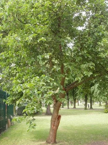 Red Mulberry Bare Root Seedlings - 5 Pack, 12-18" Tall Fruit Tree for Outdoor Planting - Image 2