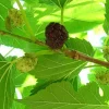 Red Mulberry Live Plant - 16-24 Inches Tall, 1-2 Year Olds, Bare Root, Set of 2 - Image 1