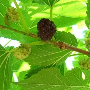 Red Mulberry Live Plant - 16-24 Inches Tall, 1-2 Year Olds, Bare Root, Set of 2 - Image 3