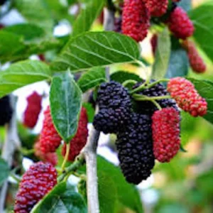 Red Mulberry Tree 12-24in Tall Morus rubra Bare Root Fruit Tree - Image 3