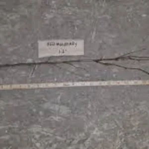 Red Mulberry Tree Live Plant - Morus rubra - Bare Root - 12-24in Tall - Image 2