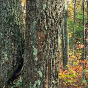 Red Oak Live Plant - Quart Pot Seedling - Fast-Growing Native Shade Tree - Image 10