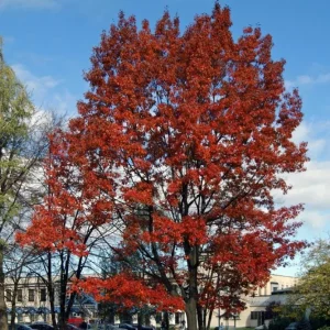 Red Oak Live Plant - Quart Pot Seedling - Fast-Growing Native Shade Tree - Image 2