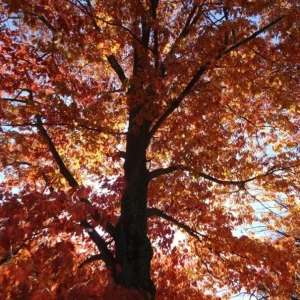 Red Oak Live Plant - Quart Pot Seedling - Fast-Growing Native Shade Tree - Image 3