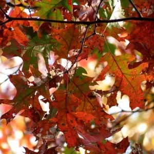 Red Oak Live Plant - Quart Pot Seedling - Fast-Growing Native Shade Tree - Image 4