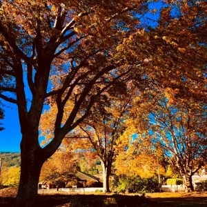 Red Oak Live Plant - Quart Pot Seedling - Fast-Growing Native Shade Tree - Image 5