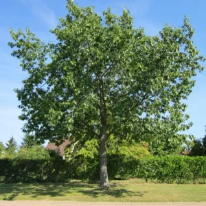 Red Oak Live Plant - Quart Pot Seedling - Fast-Growing Native Shade Tree - Image 6