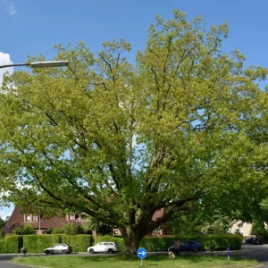 Red Oak Live Plant - Quart Pot Seedling - Fast-Growing Native Shade Tree - Image 8