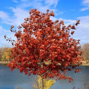 Red Oak Live Plant - Quart Pot Seedling - Fast-Growing Native Shade Tree - Image 1