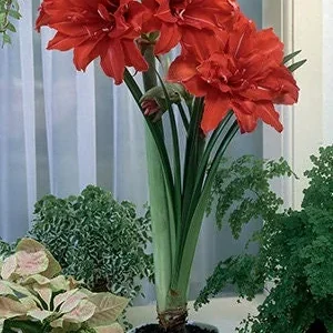 Red Peacock Amaryllis Bulb, Jumbo 34cm, Double Red Flowers, Indoor - Image 1
