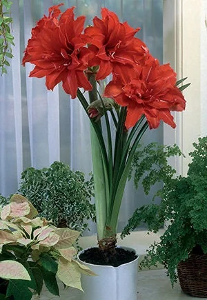 Red Peacock Amaryllis Bulb, Jumbo 34cm, Double Red Flowers, Indoor - Image 1