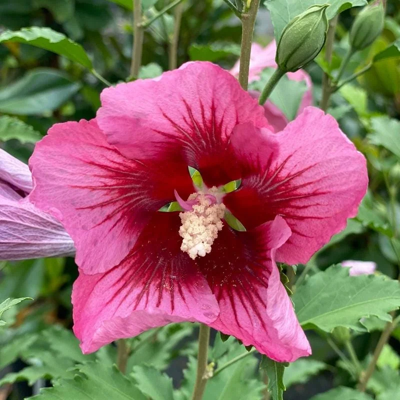 Red Pillar Rose of Sharon Live Plant - Hibiscus syriacus - 4 inch Pot - Outdoor Shrub - Image 1