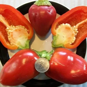 Red Pimento Pepper Seeds - 500 Count Vegetable Seeds for Outdoor Gardens - Image 2