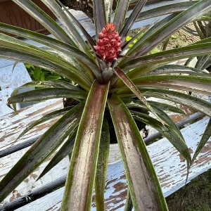 Red Pineapple Live Plant - Ananas Comosus - 1 Gallon Pot - Image 2