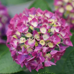 Red-Pink Bigleaf Hydrangea Live Plant – Reblooming Shrub – 4 inch Pot - Image 3