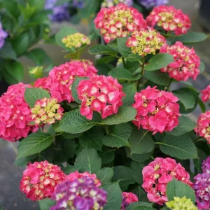 Red-Pink Bigleaf Hydrangea Live Plant – Reblooming Shrub – 4 inch Pot - Image 4