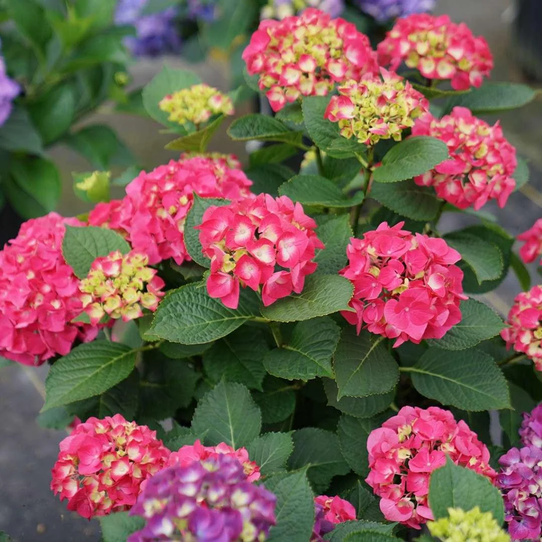 Red-Pink Bigleaf Hydrangea Live Plant – Reblooming Shrub – 4 inch Pot - Image 4