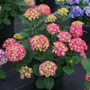 Red-Pink Bigleaf Hydrangea Live Plant – Reblooming Shrub – 4 inch Pot - Image 5