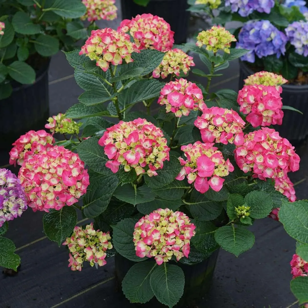Red-Pink Bigleaf Hydrangea Live Plant – Reblooming Shrub – 4 inch Pot - Image 5