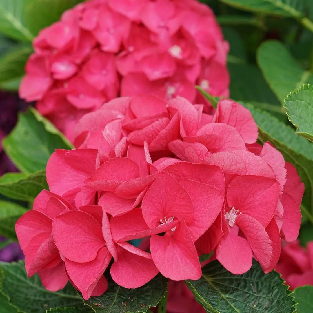 Red-Pink Bigleaf Hydrangea Live Plant – Reblooming Shrub – 4 inch Pot - Image 6