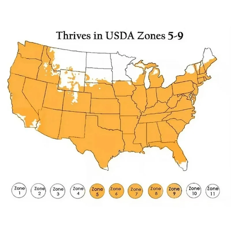 Red Pontiac Seed Potatoes for Planting – 1000g Red Potato Bulbs – USDA Certified - Image 6