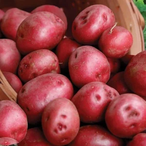 Red Pontiac Seed Potatoes for Planting – 1000g Red Potato Bulbs – USDA Certified - Image 1