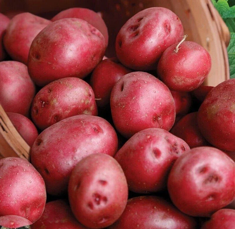Red Pontiac Seed Potatoes - USDA Certified for Planting - 226g - Edible Annual - Image 1