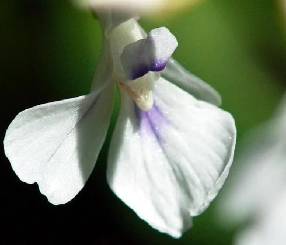 Red Prayer Plant Live Plant – Maranta Leuconeura – 2 Pack – 3 inch Pots – Indoor Houseplant - Image 3