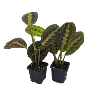 Red Prayer Plant Live Plant – Maranta Leuconeura – 2 Pack – 3 inch Pots – Indoor Houseplant - Image 1
