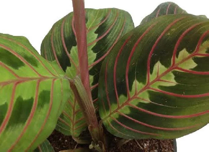 Red Prayer Plant Live Plant – Maranta Leuconeura – 2 Pack – 3 inch Pots – Indoor Houseplant - Image 5