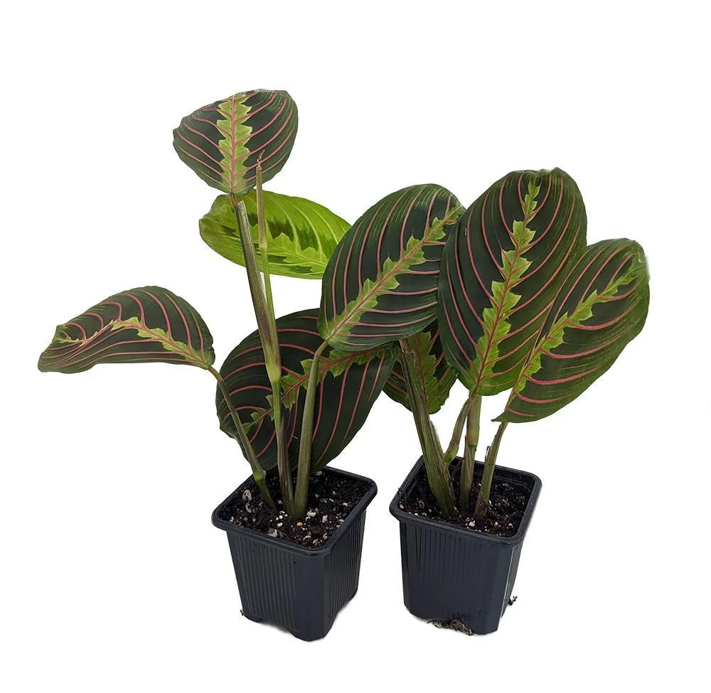 Red Prayer Plant Live Plant – Maranta Leuconeura – 2 Pack – 3 inch Pots – Indoor Houseplant - Image 1