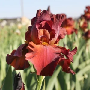 Red Reblooming Bearded Iris Live Plant – 'My Friend Jonathan' – 3.5 inch Pot – Outdoor - Image 1