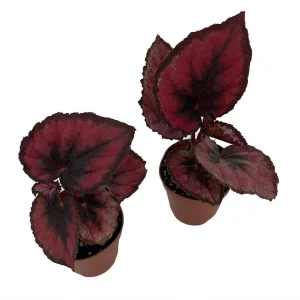 Red Rex Begonia Live Plant - 2 Plants in 2" Pots - Easy Indoor Houseplant - Image 2