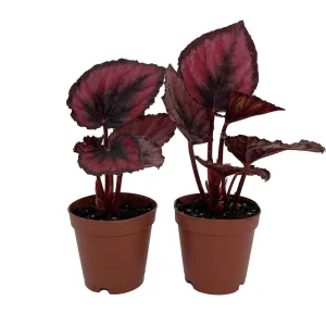 Red Rex Begonia Live Plant - 2 Plants in 2" Pots - Easy Indoor Houseplant - Image 1