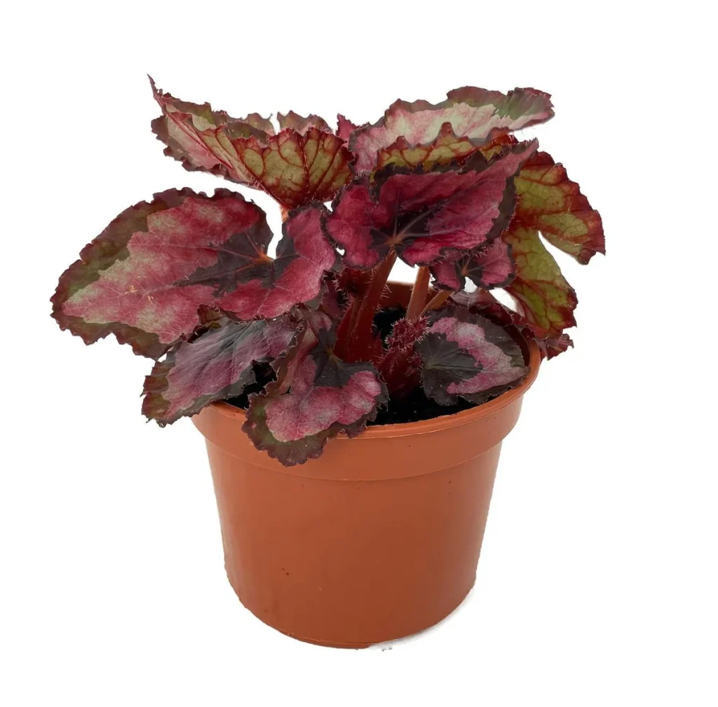 red-rex-begonia-plant-2-5-pot-easy-houseplant-for-indoors
