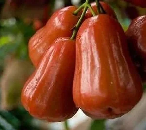 Red Rocket Wax Apple Tree Live Plant – 1 to 2 Feet Tall – Ship in 6 Inch Pot - Image 1