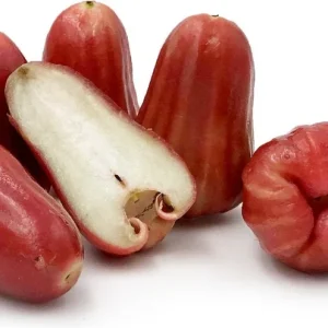 Red Rocket Wax Apple Tree Live Plant – 2 Feet Tall – 3 Gallon Pot - Image 2