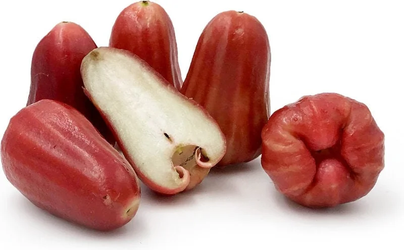 Red Rocket Wax Apple Tree Live Plant – 2 Feet Tall – 3 Gallon Pot - Image 2