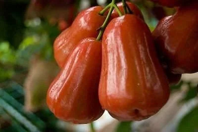 Red Rocket Wax Apple Tree Live Plant – 2 Feet Tall – 3 Gallon Pot - Image 1