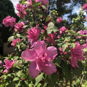 Red Rose of Sharon Althea Live Plant – Hibiscus syriacus – Quart Pot – Outdoor Shrub - Image 1